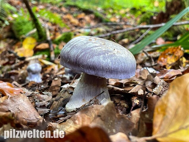 Blauer Klumpfuß, Cortinarius caerulescens