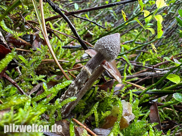 Duftender Gürtelfuß, Pelargoniengürtelfuß, Cortinarius flexipes