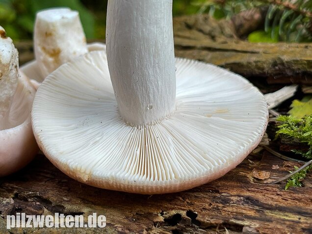Speisetäubling, Russula vesca