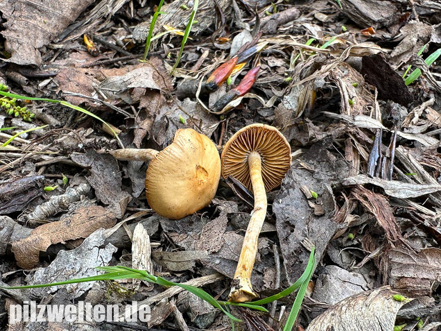 Frühlings-Glockenschüppling, Conocybe aporos