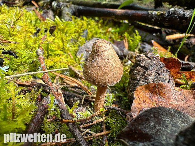 Frühlingsrisspilz, Später Risspilz, Inocybe nitidiuscula