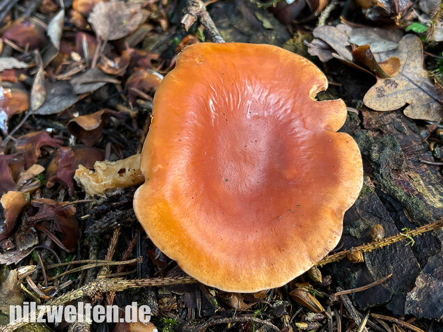 Fuchsiger Röteltrichterling, Paralepista flaccida