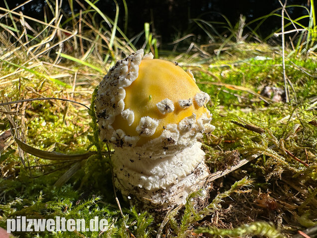 Gelber Fliegenpilz, Amanita muscaria var. formosa