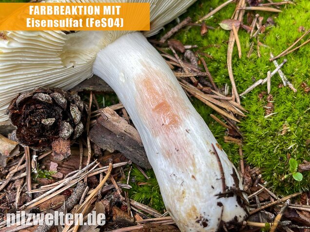Gelber Graustieltäubling, Russula claroflava