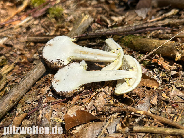 Gelber Knollenblätterpilz, Amanita citrina