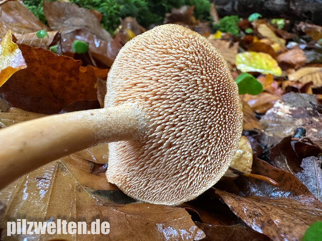 Genabelter Semmelstoppelpilz, Hydnum umbilicatum