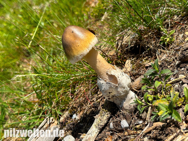 Grauhäutiger Scheidenstreifling, Amanita submembranacea