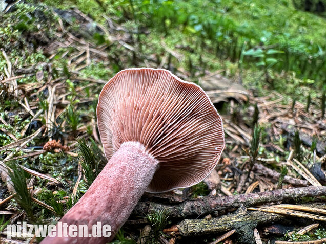 Kampfermilchling, Lactarius camphoratus