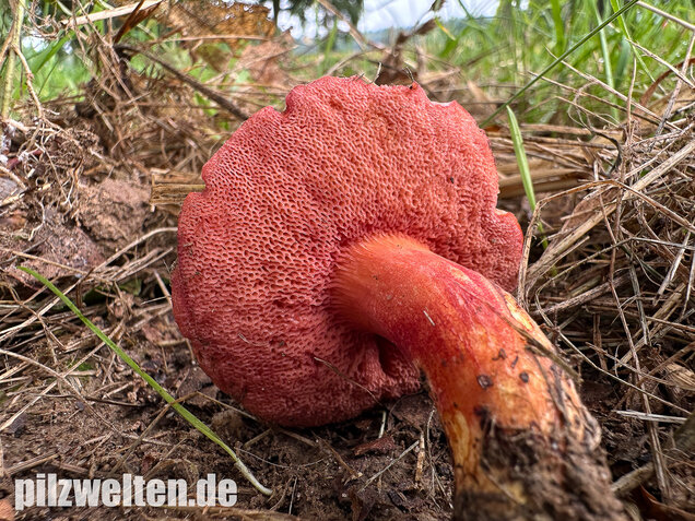 Rubinroter Zwergröhrling, Chalciporus rubinus