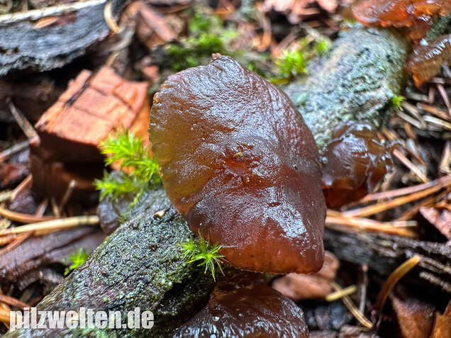 Kreisel-Drüsling, Exidia recisa