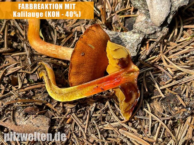 Kupferroter Hautkopf, Cortinarius uliginosus