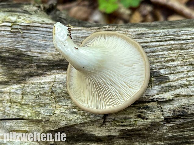 Lungenseitling, Pleurotus pulmonarius