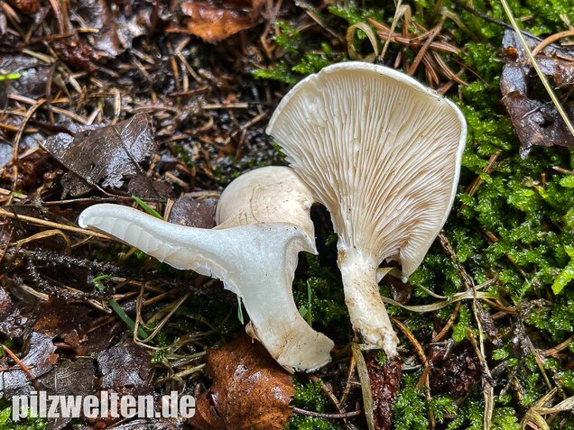 Mehlräsling, Clitopilus prunulus