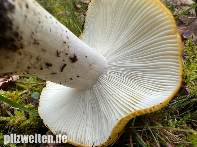 Ockergelber Täubling, Zitronentäubling, Russula ochroleuca