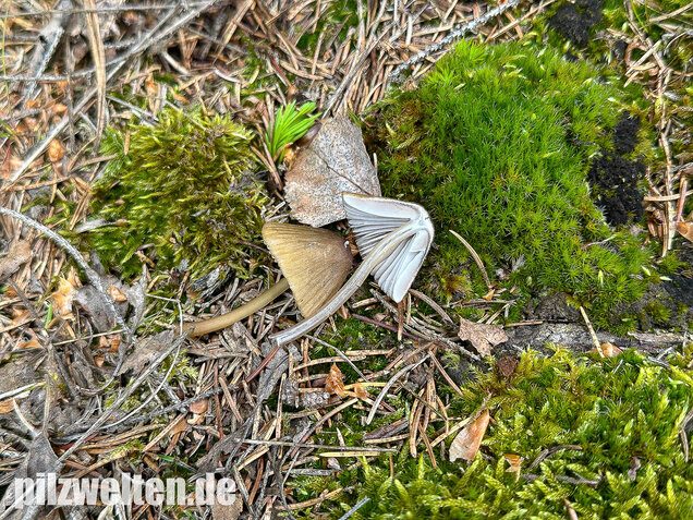 Grünschneidiger Helmling, Mycena viridimarginata