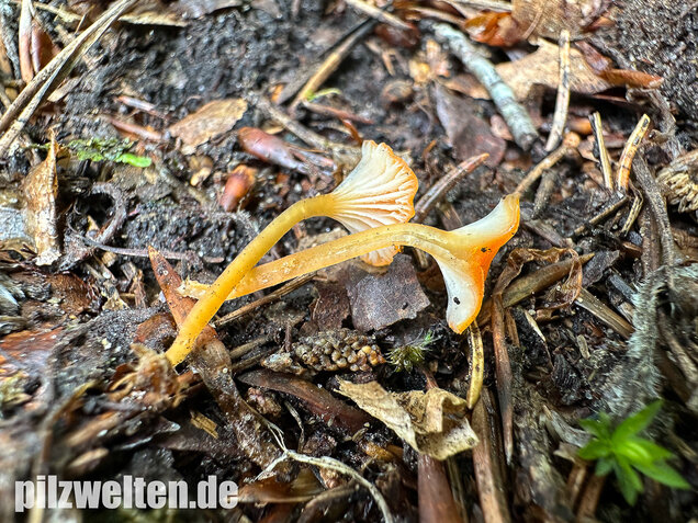 Orangeroter Heftelnabeling, Gelber Moosnabeling, Rickenella fibula