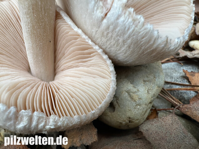 Parasitischer Scheidling, Volvariella surrecta