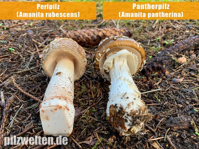Perlpilz, Rötender Wulstling, Amanita rubescens