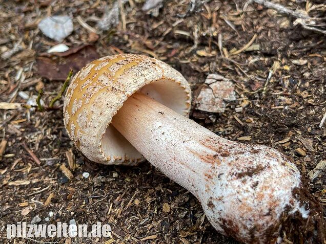 Perlpilz, Rötender Wulstling, Amanita rubescens