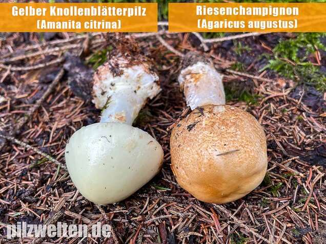 Riesenchampignon, Agaricus augustus