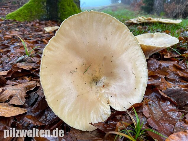 Riesentrichterling, Infundibulicybe geotropa vs. maxima