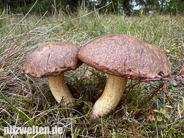 Ringloser Butterpilz, Suillus collinitus