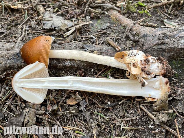 Rotbrauner Scheidenstreifling, Amanita fulva