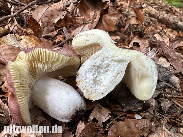 Weißstieliger Ledertäubling, Russula romellii