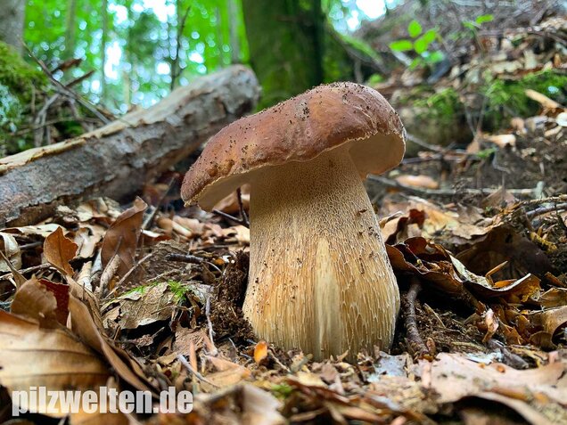 Sommersteinpilz, Boletus aestivalis