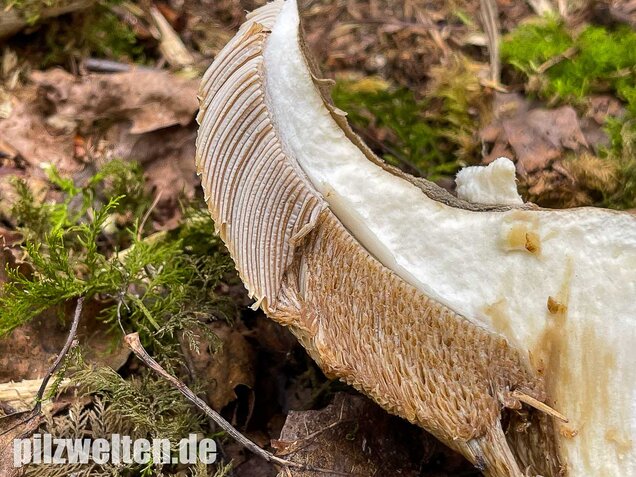 Vielverfärbender Birkenpilz, Leccinum variicolor
