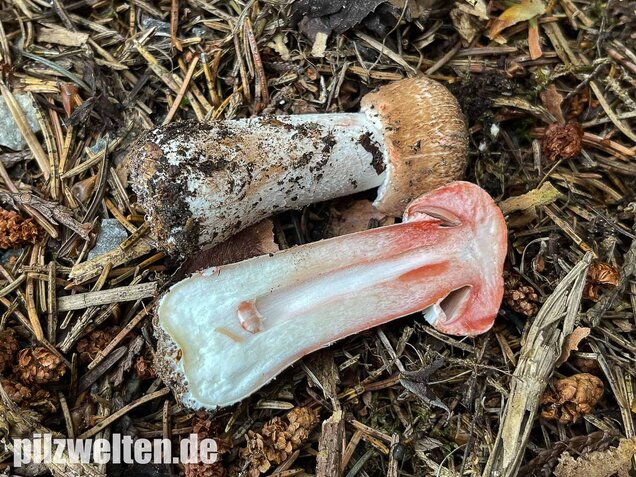 Kleiner Waldchampignon, Agaricus silvaticus