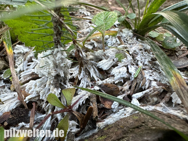 Weißer Warzenpilz, Blumenlederkoralle, Thelephora penicillata