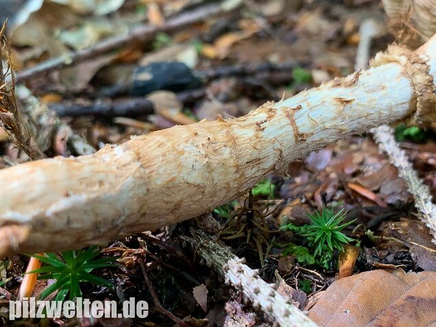 Wurzelnder Marzipanfälbling, Hebeloma radicosum