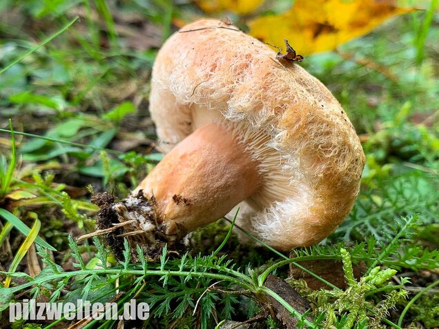Zottiger Birkenmilchling, Lactarius torminosus