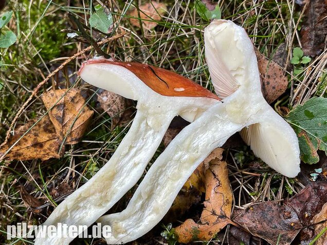 Apfeltäubling, Russula paludosa