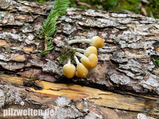 Behangener Faserling, Psathyrella candolleana