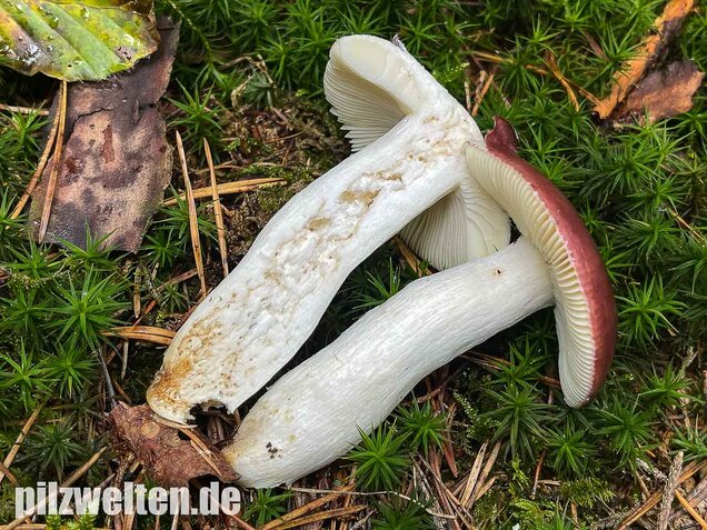 Buckeltäubling, Russula caerulea