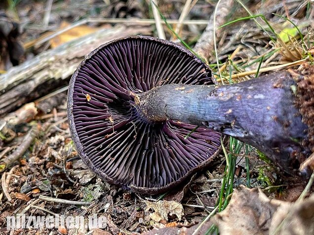 Dunkelvioletter Nadelwaldschleierling, Cortinarius hercynicus
