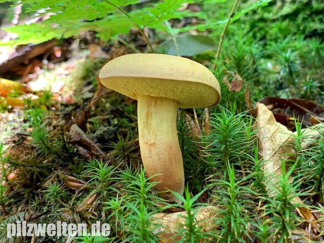 Ziegenlippe, Xerocomus subtomentosus