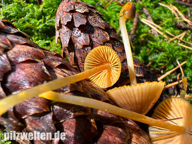 Orangeschneidiger Helmling, Feuriger Helmling, Mycena aurantiomarginata