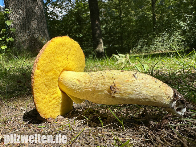 Gehämmerter Röhrling, Hemileccinum depilatum