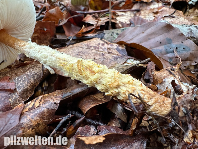 Gelbflockiger Wollstielschirmling, Lepiota magnispora