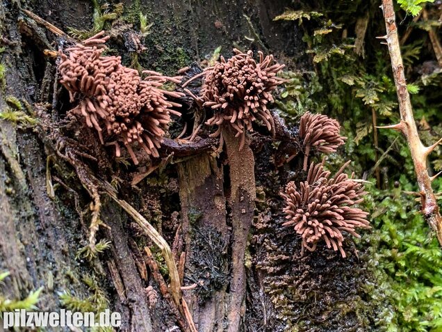 Gemeines Fadenkeulchen, Stemonitis axifera