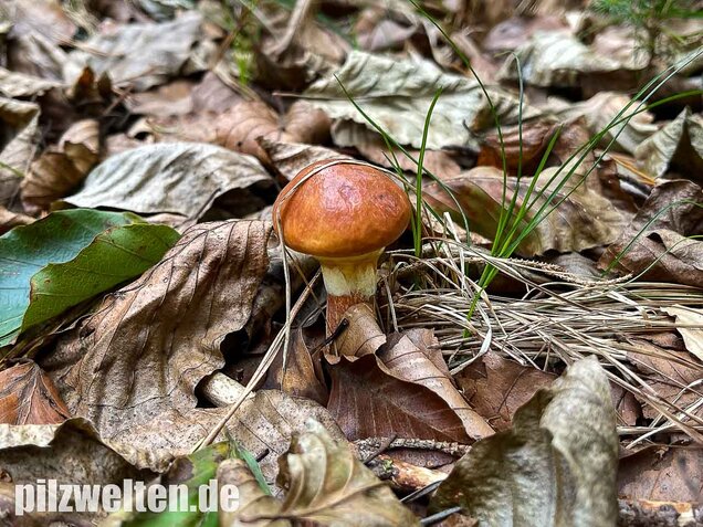 Goldröhrling, Suillus grevillei