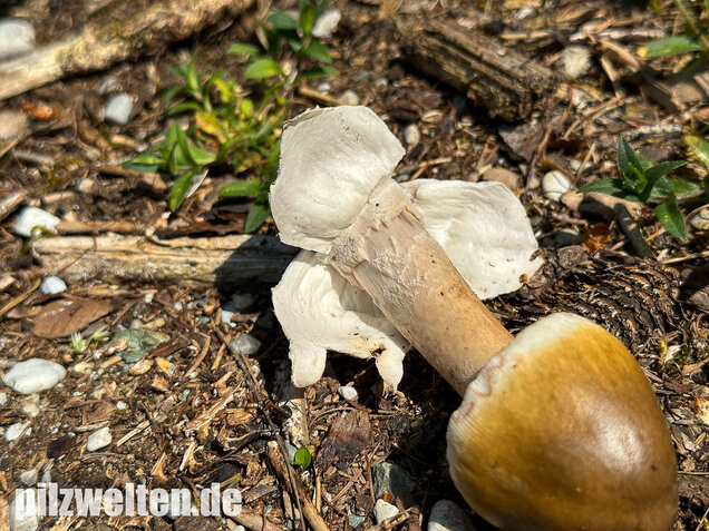 Grauhäutiger Scheidenstreifling, Amanita submembranacea