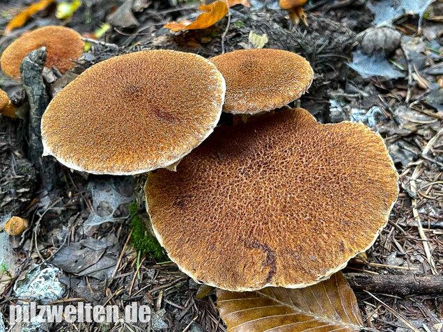 Hohlfußröhrling, Suillus cavipes