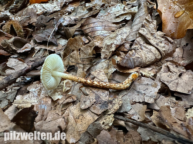Kastanienbrauner Schirmling, Lepiota castanea