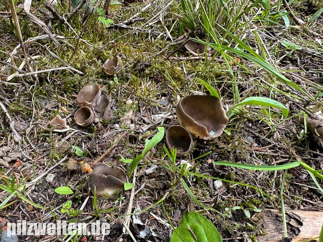 Kleine Becherlorchel, Dissingia confusa