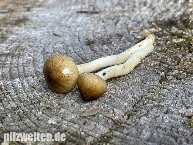 Natternstieliger Schneckling, Hygrophorus olivaceoalbus