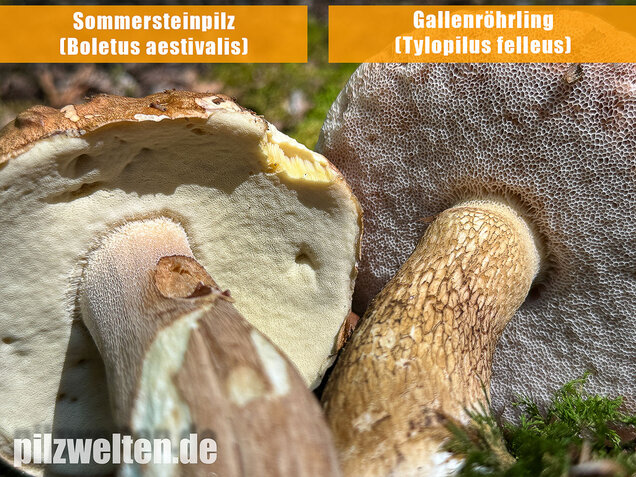 Gallenröhrling, Bitterling, Bitterpilz, Tylopilus felleus